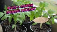 🚀 РАССАДА РАСТЁТ В 2 РАЗА БЫСТРЕЕ! Супер-подкормка ДРОЖЖАМИ для томатов, перцев и огурцов
