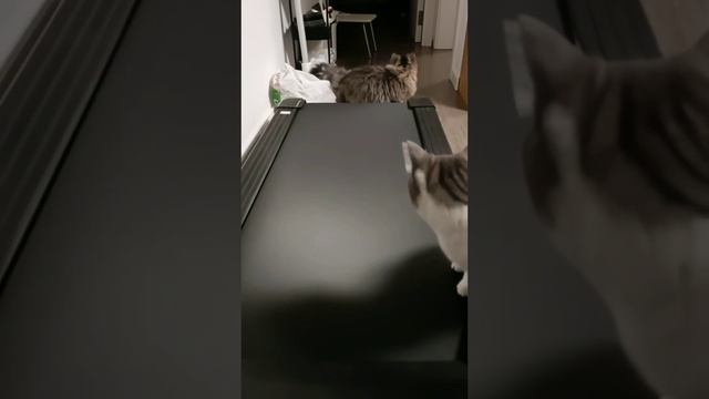 Наш TG https://t.me/liveofcats