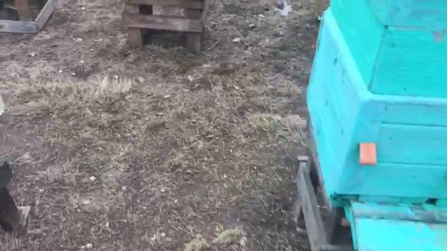 КУРИЦЫ И ПЧЕЛЫ ВМЕСТЕ - ХОРОШО ЛИ ЭТО