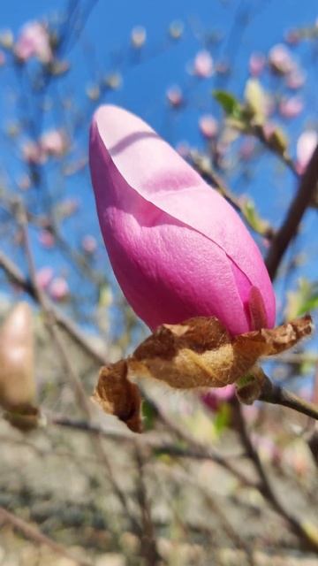 #Магнолия 🌺 #Magnolia вот вот Выпустит Свои 🌼 Яркие #Цветы - Весна 🌿 и Красивые Растения Украины