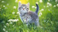 Красивый Нашид🌿❤️🫀03-05-2025г