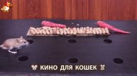 Видео для кошек про крысок развлекать питомцев 🐭🐀😂 79