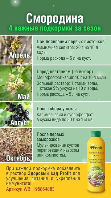Всего 4 подкормки за сезон и смородина засыплет ягодами!  Календарь подкормок