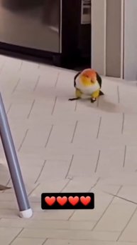 Попугай выбрался из клетки 🦜🤩❤️