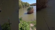 река Кубань и как мы проводим день.)