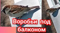 Воробьи под балконом каждый год.