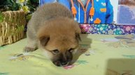 синий 03.05.25