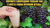 Смородину будете вёдрами собирать, тонна крупной ягоды с куста, проверено работает!