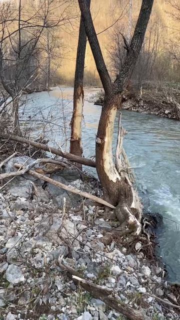 Лед с деревьев содрал кору