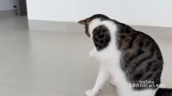 Какой кот может открыть банку с закусками. Полосатые коты такие умные! (2025год)