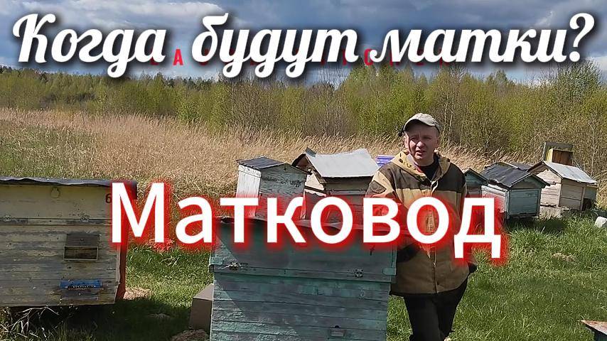 где матки????? часто задаваемый вопрос #пчеловодство#пчелы#матки#смоленск#весна