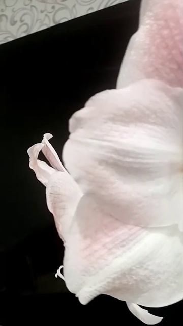 1000028394.mp4
