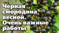 🌿 УХОД ЗА ЧЕРНОЙ СМОРОДИНОЙ ВЕСНОЙ: 5 шагов к рекордному урожаю!