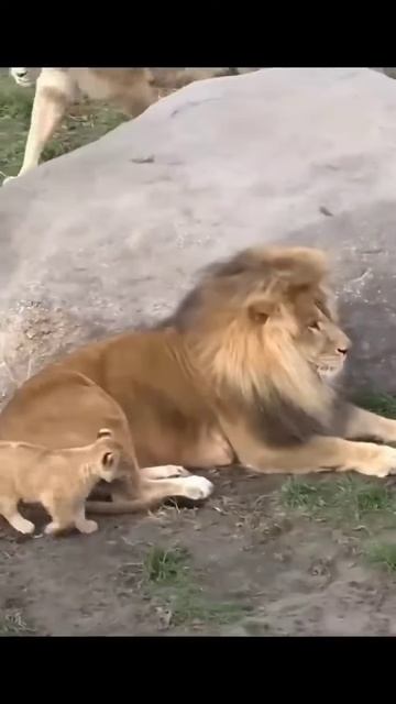 #cat #funnypost #funnyshorts #funny #animals