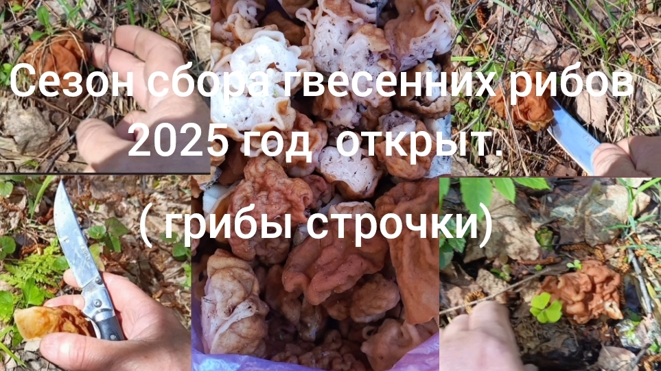 сезон сбора грибов 2025 открыть ( ранние весенние грибы строчки)