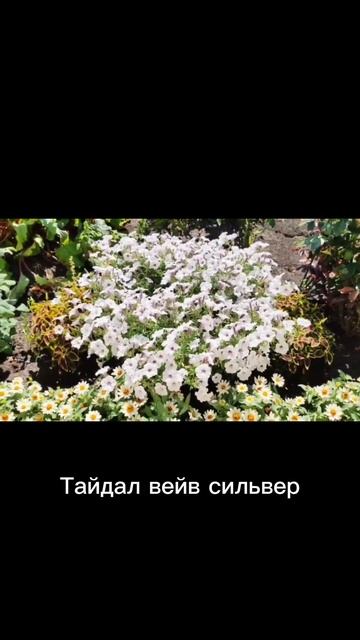 Петуния тайдал вейв