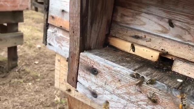 Как ведет себя семья после усиления
