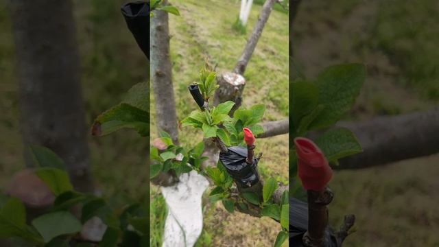 Эксперименты с прививками