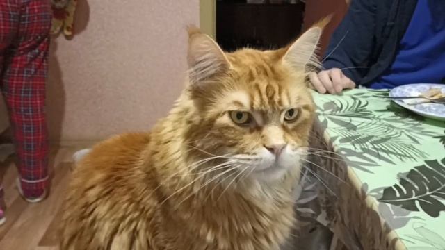 А чего это вы со мной не делитесь? Вам не стыдно, кот голодный сидит мяу