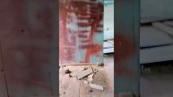 Нашел заброшенный дом! здесь очень паливно!
