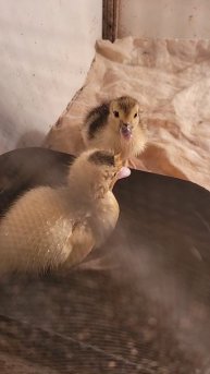 1000021188.mp4 утятки,,,