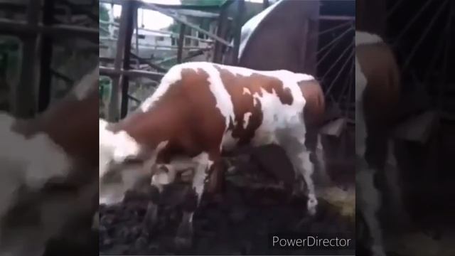 Бычок танцует 😅