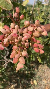 Отгрузка фисшки из питомника