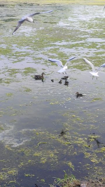 Утка🦆 с утятами на водоёме. Май 2025 🌿 #shorts #shortvideo #весна #весна2025 #природа #птицы #утки