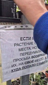 Перец халапеньо, медуза и пятицвет