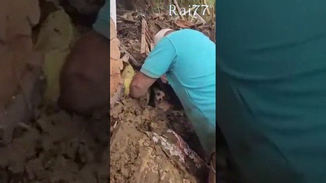 Собака выжила, проведя четверо суток под землёй после землетрясения