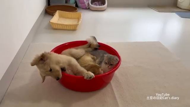 Щенок золотистого ретривера злит котенка! Собака хочет спать с котом (2025 год)