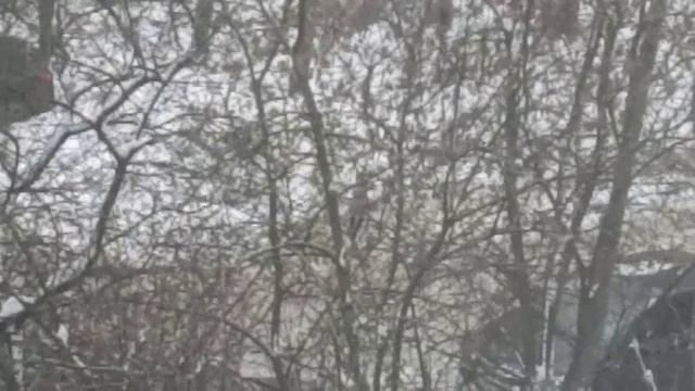 Сойка. VID_20241212_142010
