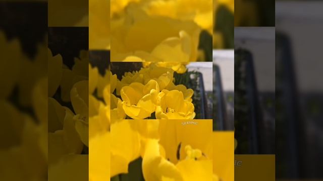 🌷🌸🎙️