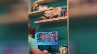 Приколы с котами! Смешные коты с ОЗВУЧКОЙ! СМЕШНЫЕ ЖИВОТНЫЕ 2022! Попробуй не засмеяться!