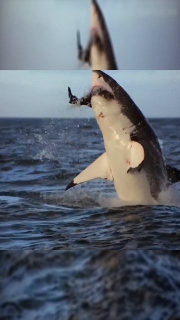 Рекордная скорость под водой: как хищники заставляют добычу лететь в воздух