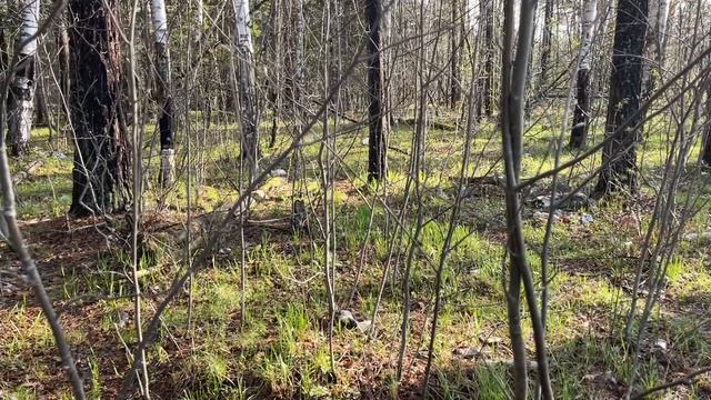 Лес, дорога в сторону Нижние Серги, Свердловская область 04-05-2025
