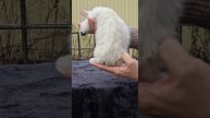 Замечательный Iяркий красавчик Манчкин Лонг. Очень ласковый, милый 2,5 мес. +79261413092, свободен.