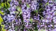🌿🌸Ещё один вид глицинии цветëт в парке Галицкого. Глициния Вистерия