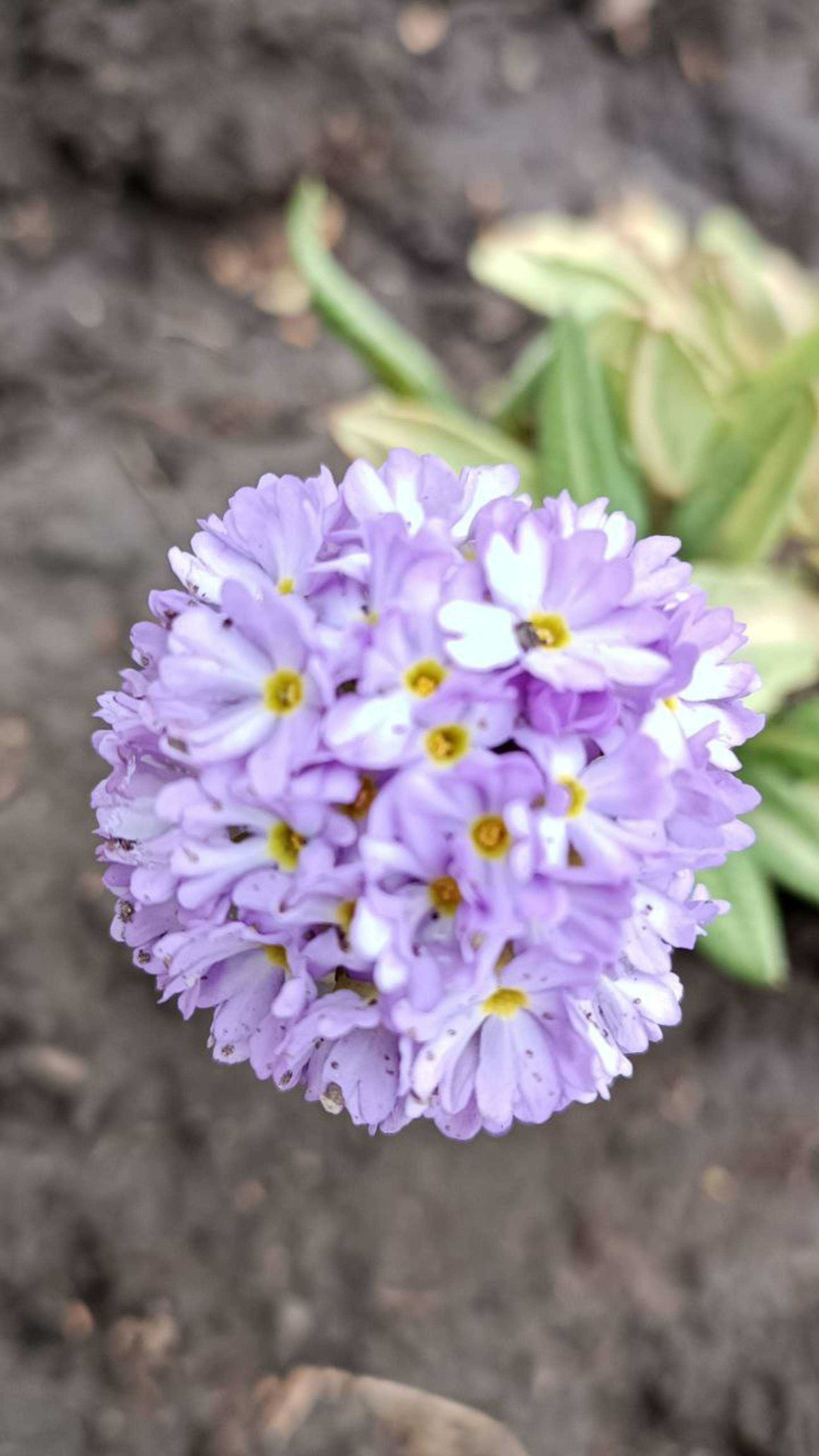 Семейная прогулка с котом на майские праздники 😻🌸♥️