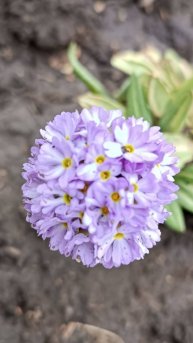 Семейная прогулка с котом на майские праздники 😻🌸♥️