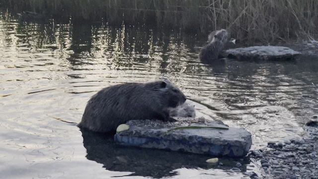 Нутрии на ужине в нашей Суджукской лагуне