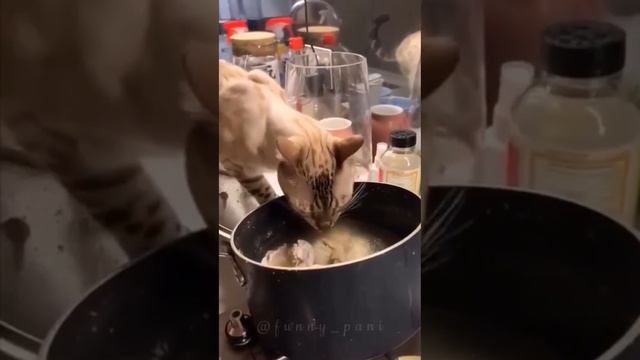 СМЕШНОЕ ВИДЕО