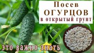 🥒ПОСЕВ ОГУРЦОВ В ОТКРЫТЫЙ ГРУНТ🥒ЭТО ВАЖНО ЗНАТЬ🥒