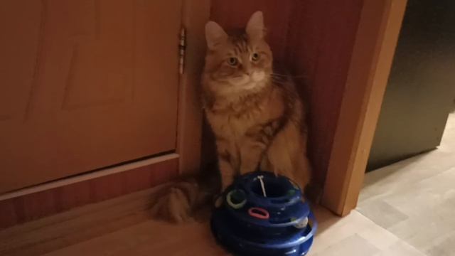 Это я тут сам со своими игрушками в углу играю мяу