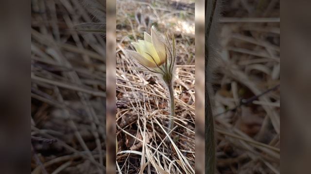 4.5.25.Молитва благословения❤🔥🥰🕊️🦅📯☀️🌍❤️🦅🔥 Служение Стражей Земли 🌍