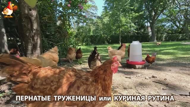 Куры несушки свободного выгула и их обычная куриная рутина – эпизод (237)