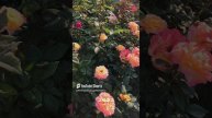 Лучшие розы в цвету