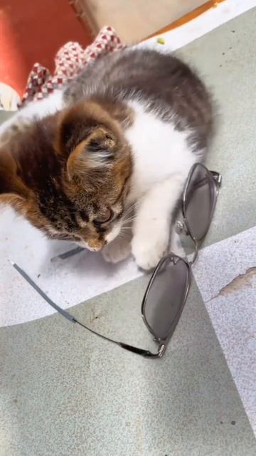 у вас есть кот 🐱 ?