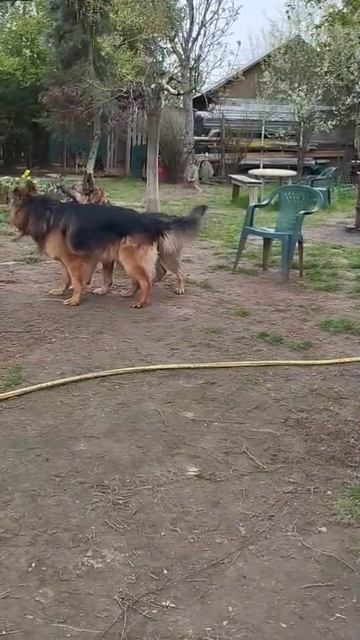 Брамс