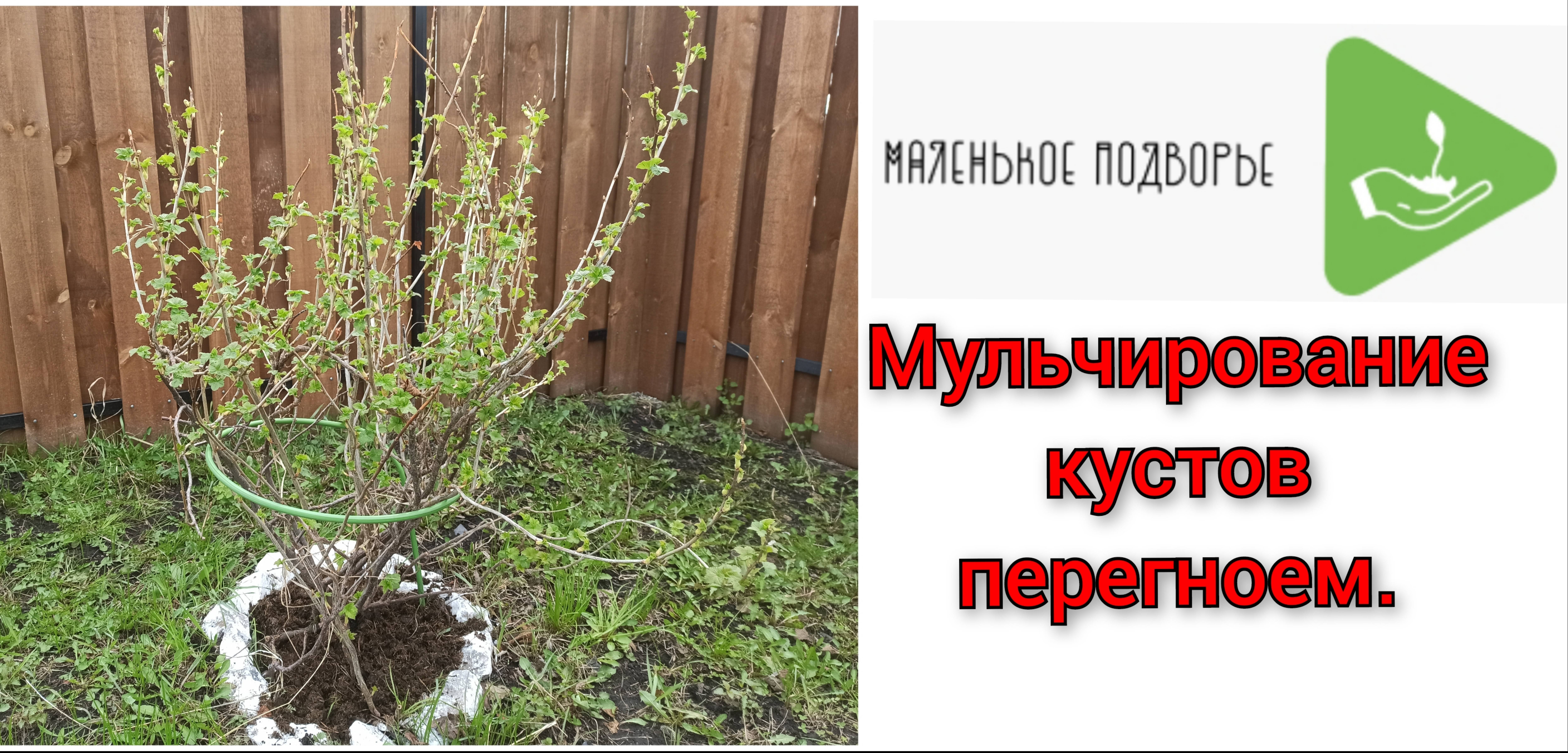 Весенний уход за кустами и плодовыми деревьями. Мульчирую перегноем.